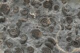 Ammonite (Promicroceras) Cluster - Marston Magna, England #207733-2